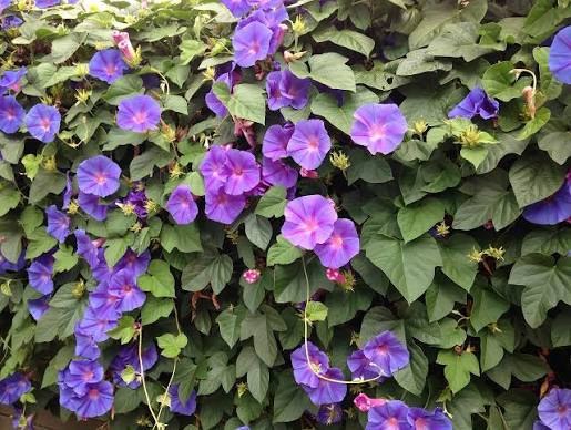 Jardin 60