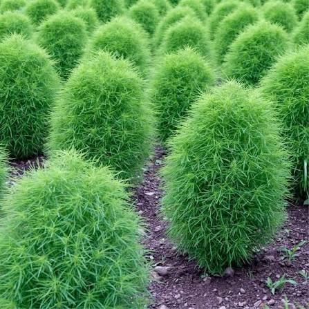 Jardin 61