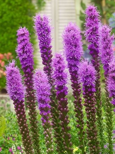 Jardin 63