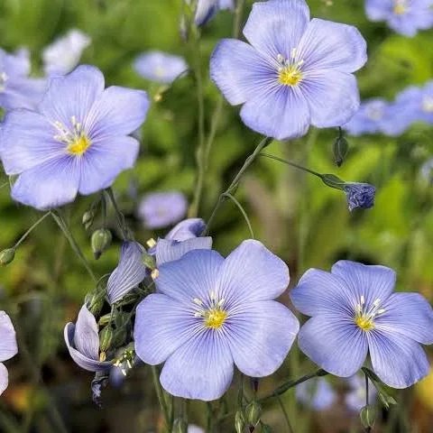 Jardin 65