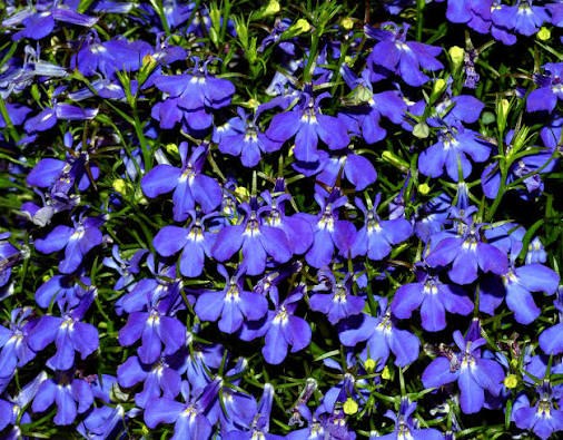 Jardin 67