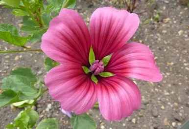 Jardin 71