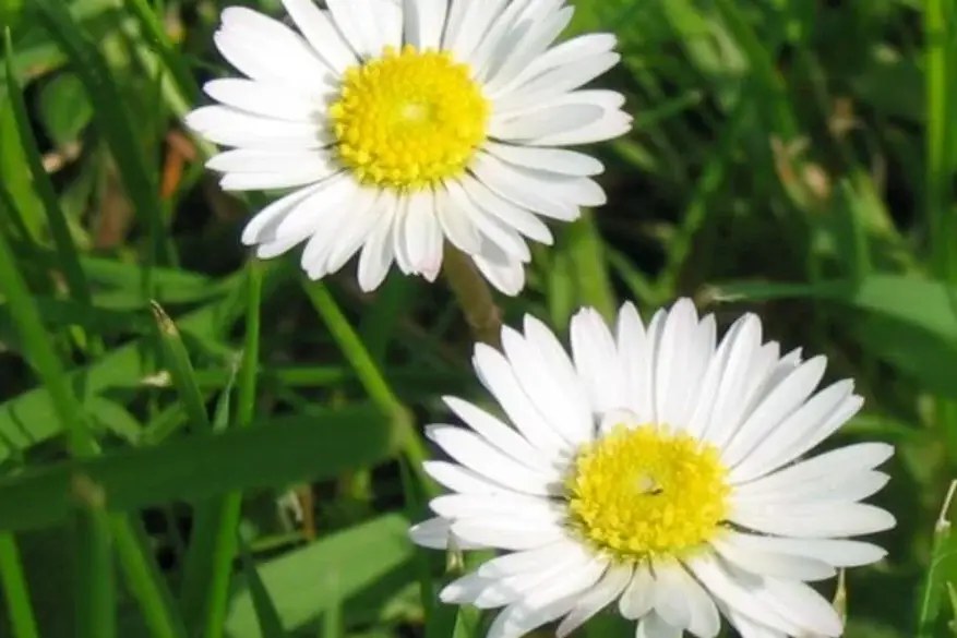 Jardin 73