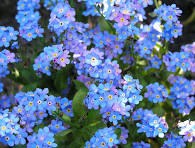 Jardin 74