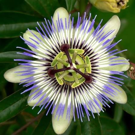 Jardin 76