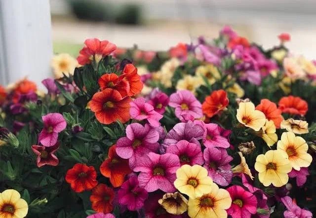 Jardin 78
