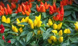 Jardin 79