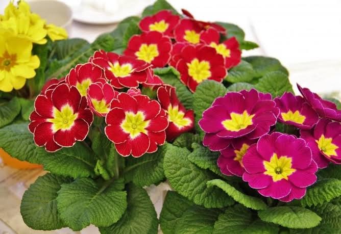 Jardin 82