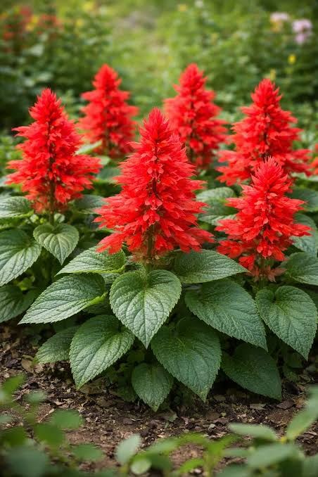 Jardin 84