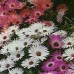 Jardin 85