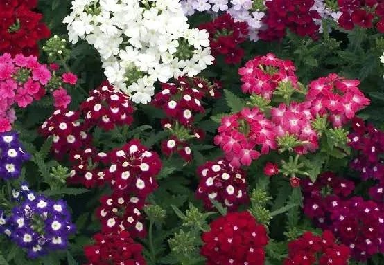 Jardin 86