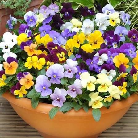 Jardin 89