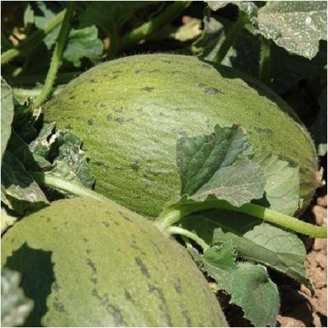 Melon 2