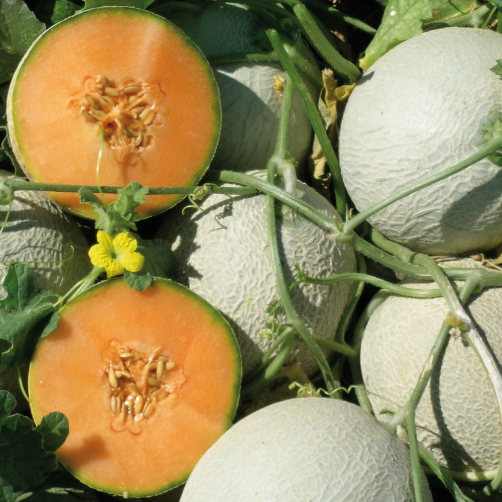 Melon 3