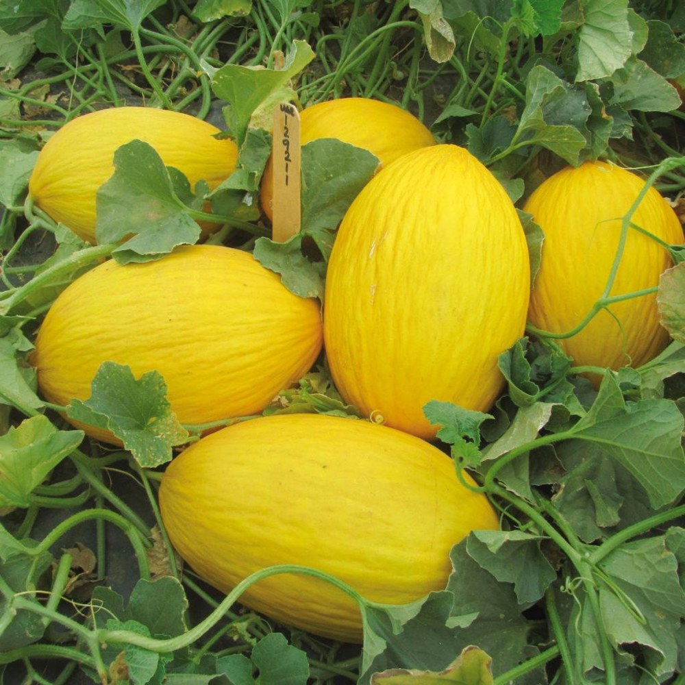 Melon 4