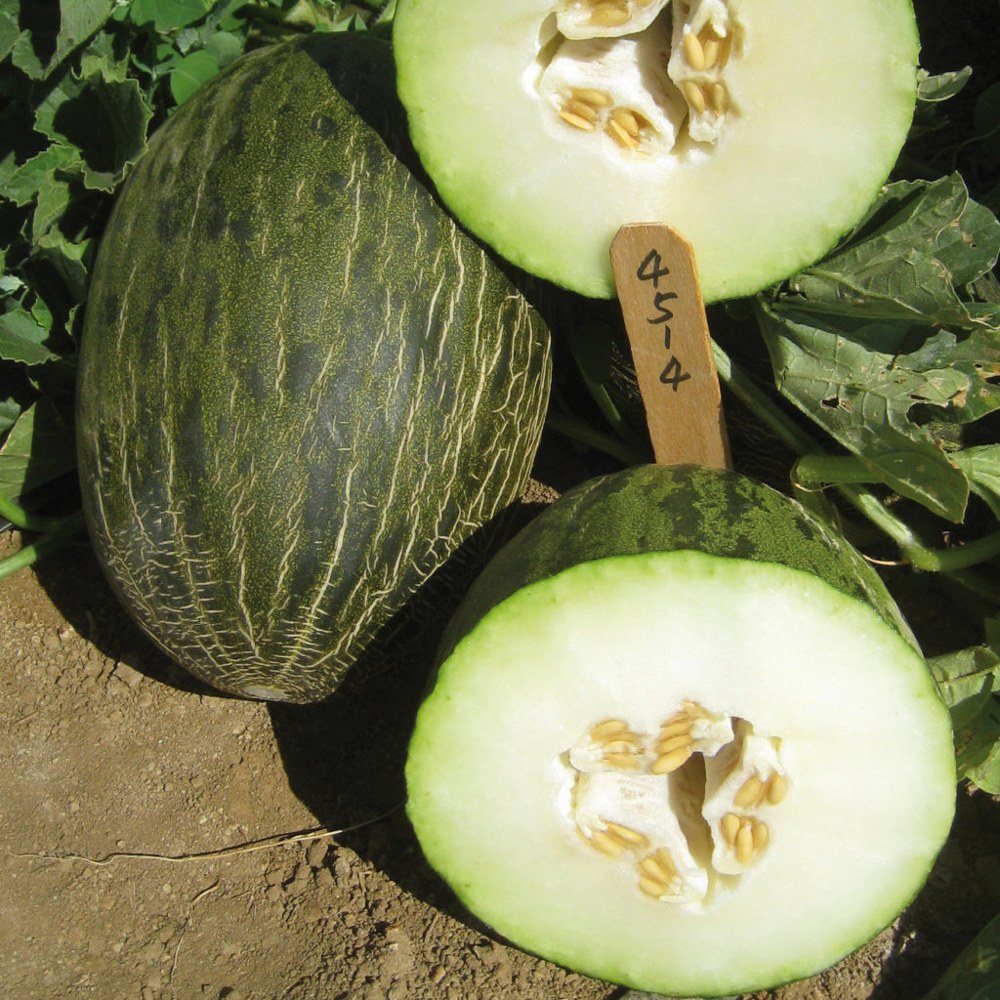 Melon 6