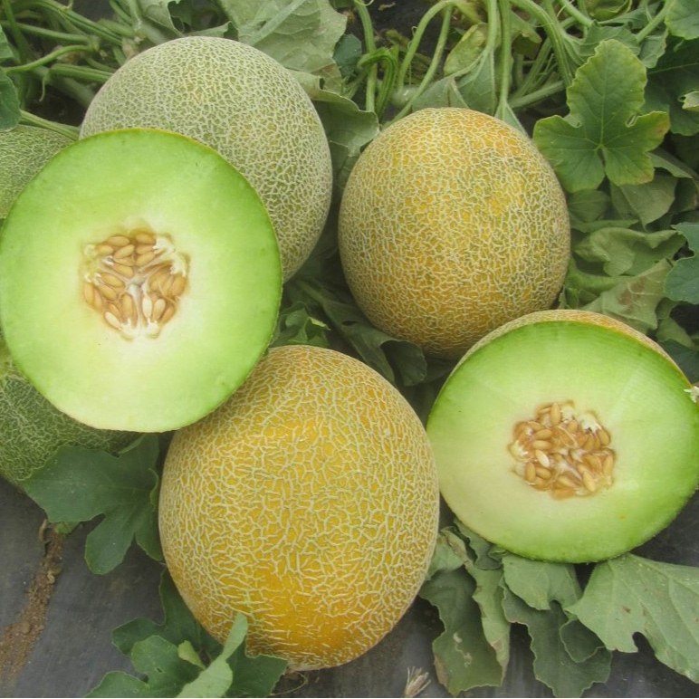 Melon 7