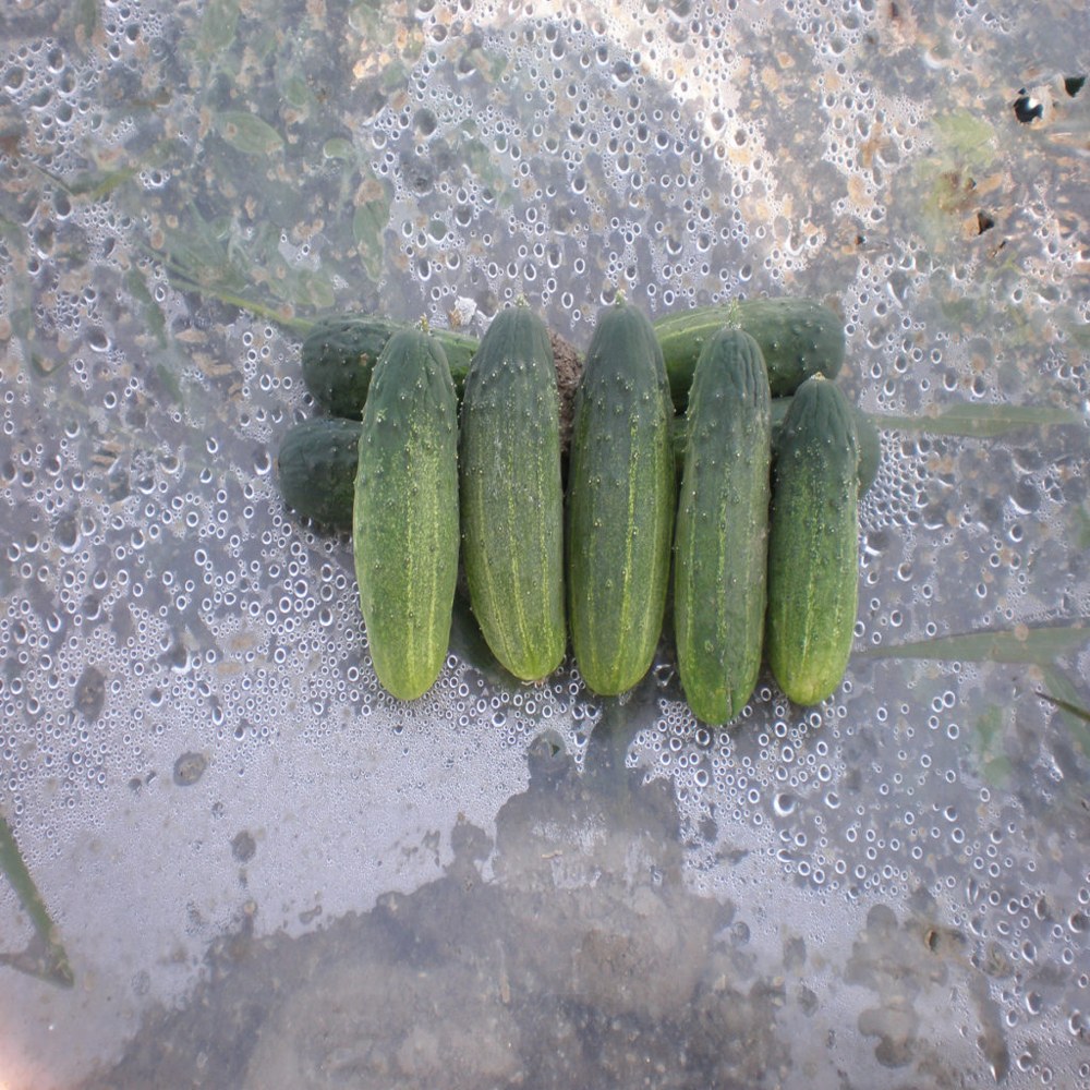 Pepinillos 2