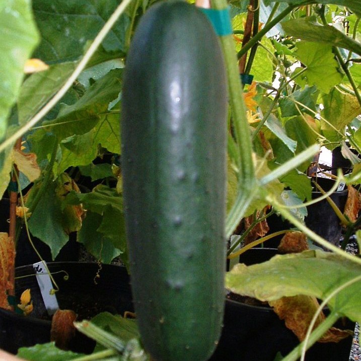Pepino 2