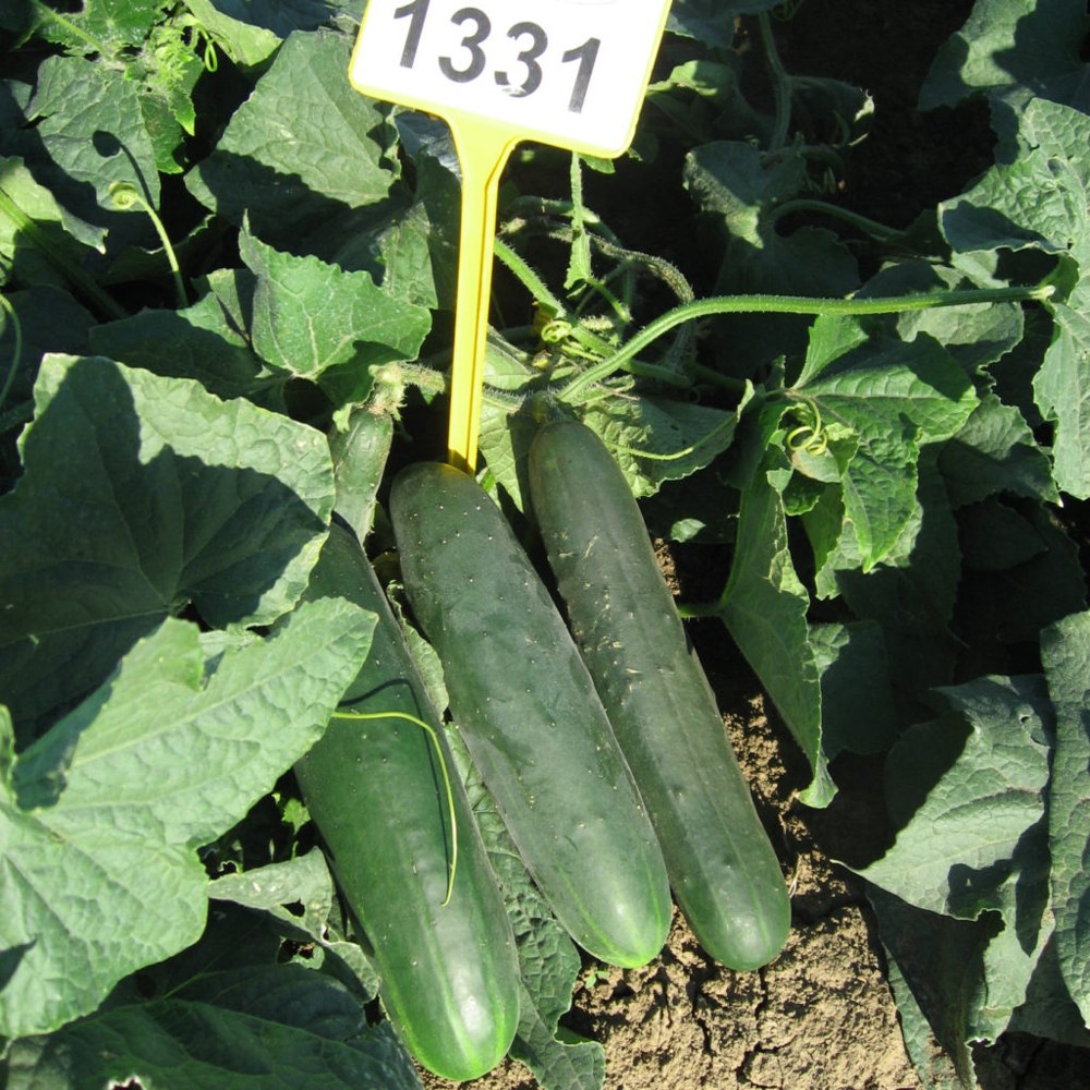 Pepino 3