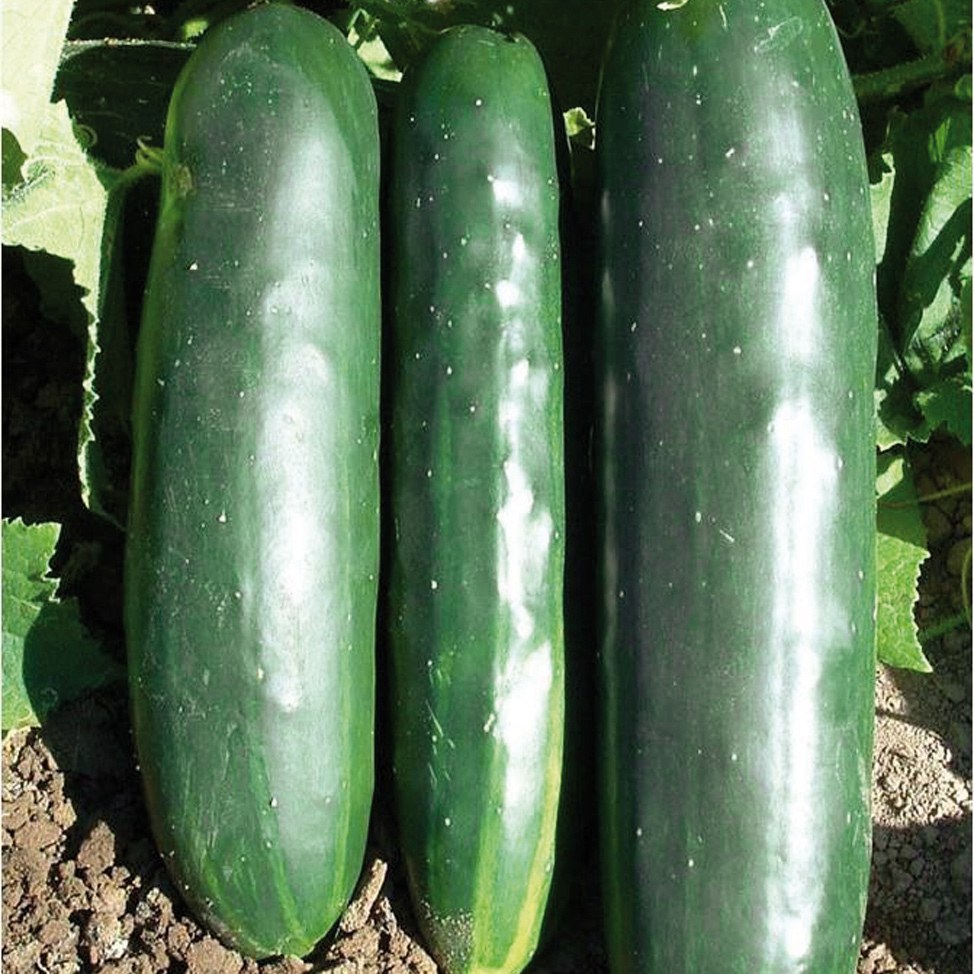 Pepino 4