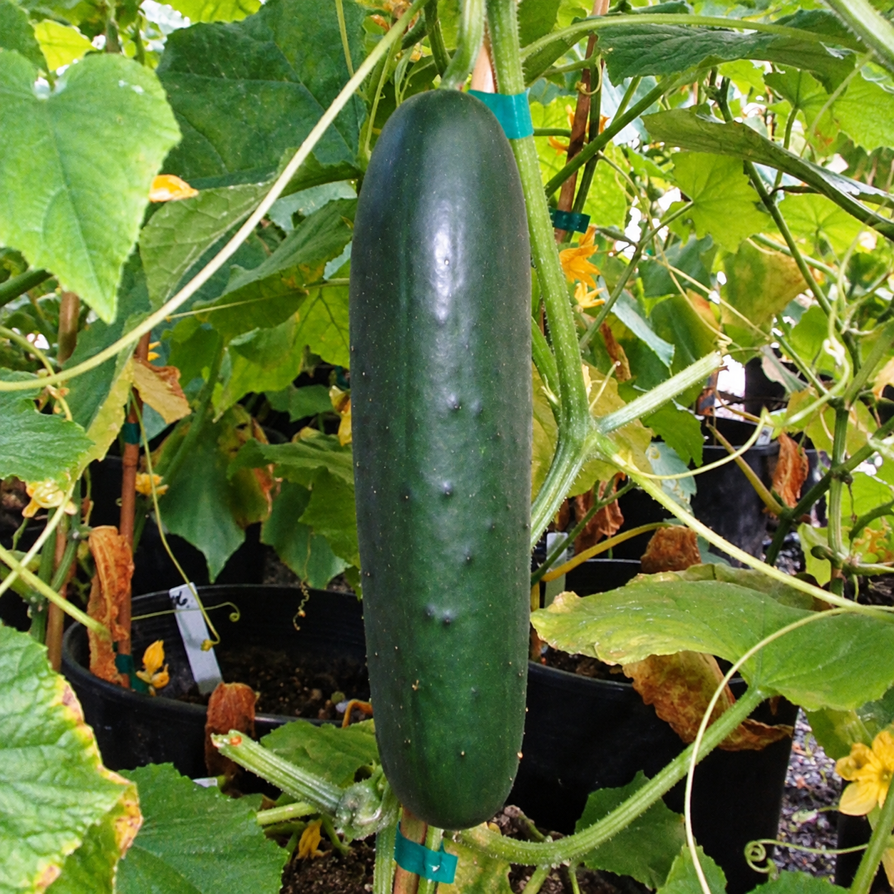 Pepino Portobelo Completo