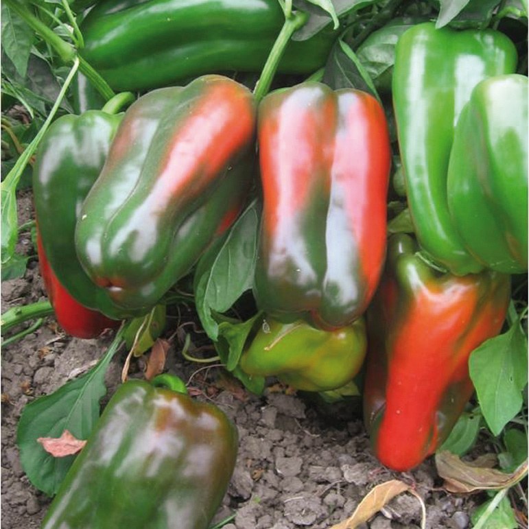Pimiento Dulce 2