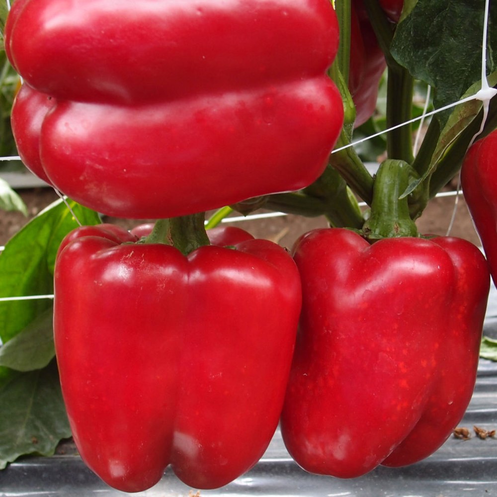 Pimiento Dulce 3