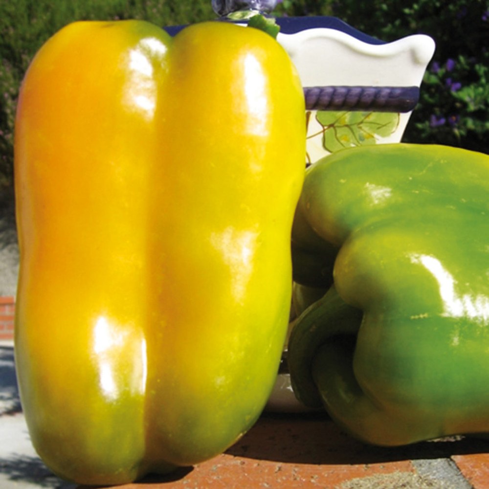 Pimiento Dulce 4