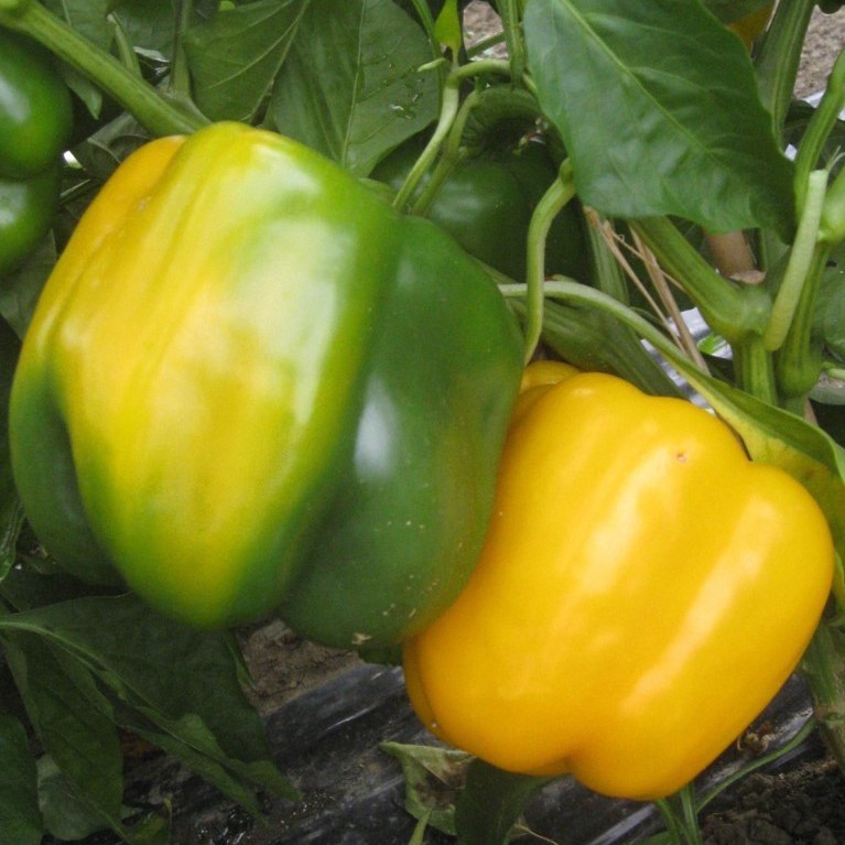 Pimiento Dulce 6