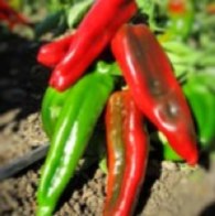 Pimiento Dulce 7