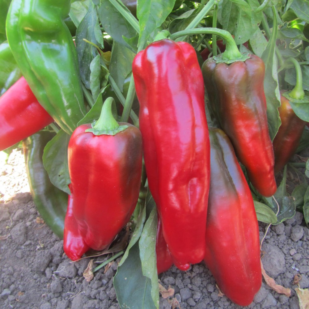 Pimiento Dulce 8