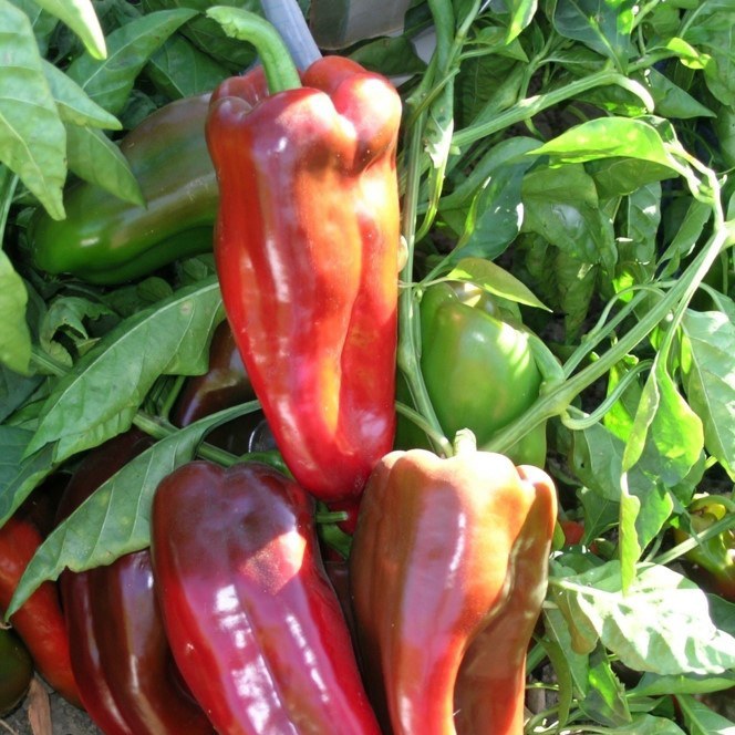 Pimiento Dulce 9