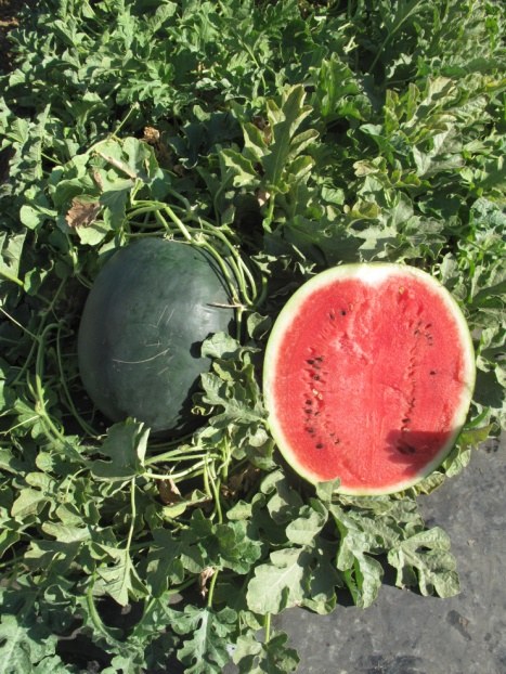 Sandia 10