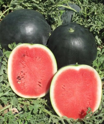 Sandia 12