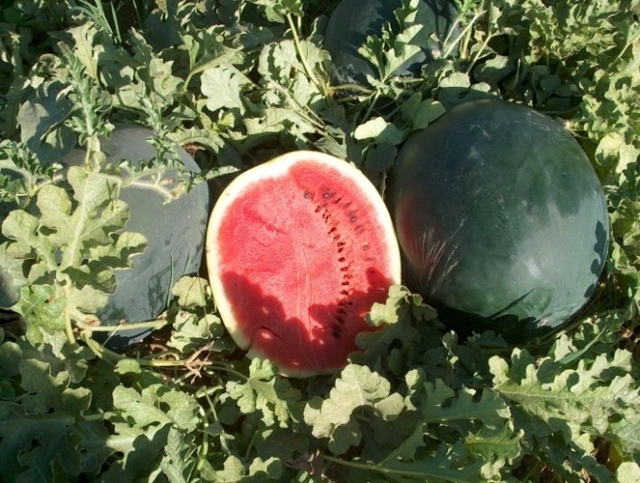 Sandia 13