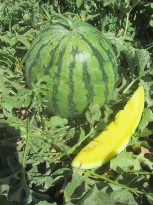 Sandia 14