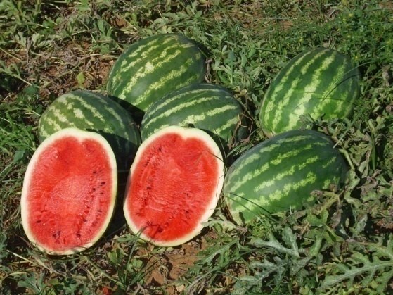 Sandia 4
