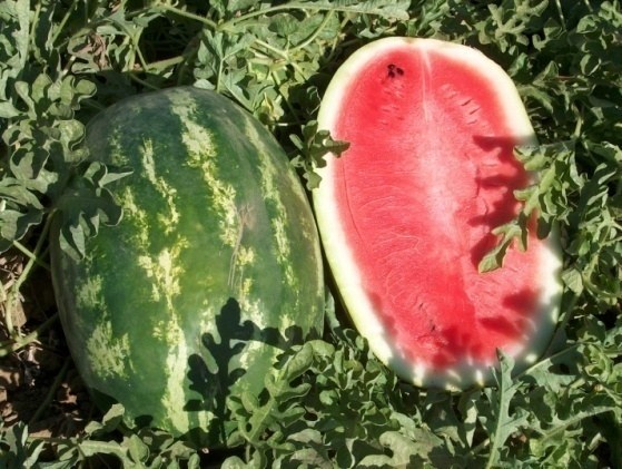 Sandia 5