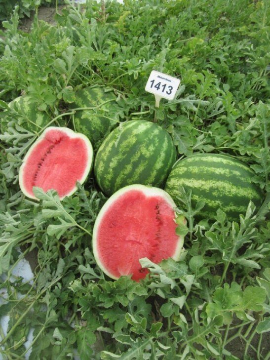 Sandia 6