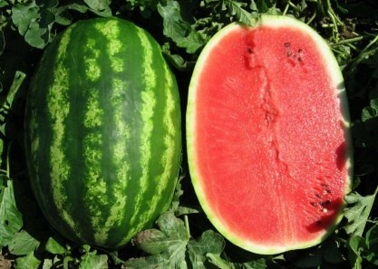 Sandia 7
