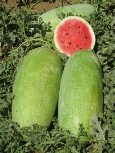 Sandia 8