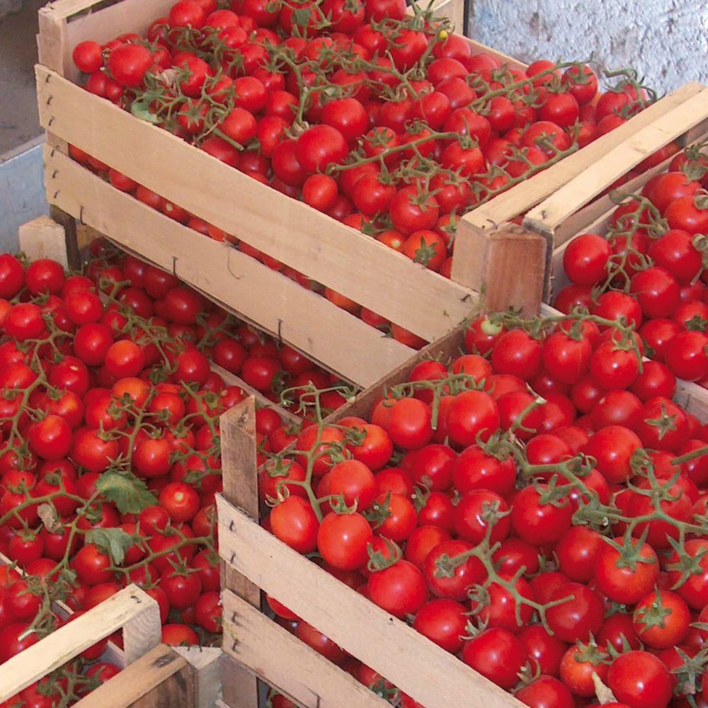 Tomate 10
