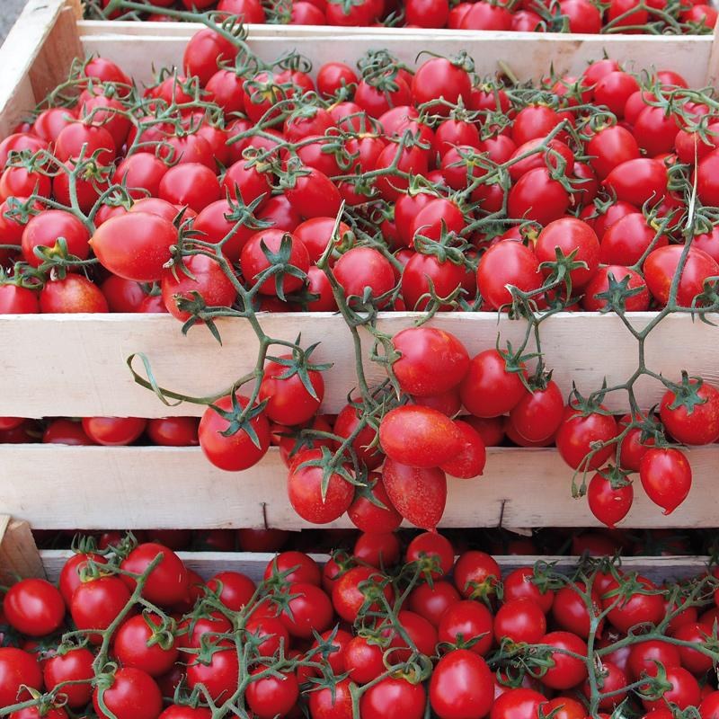 Tomate 11