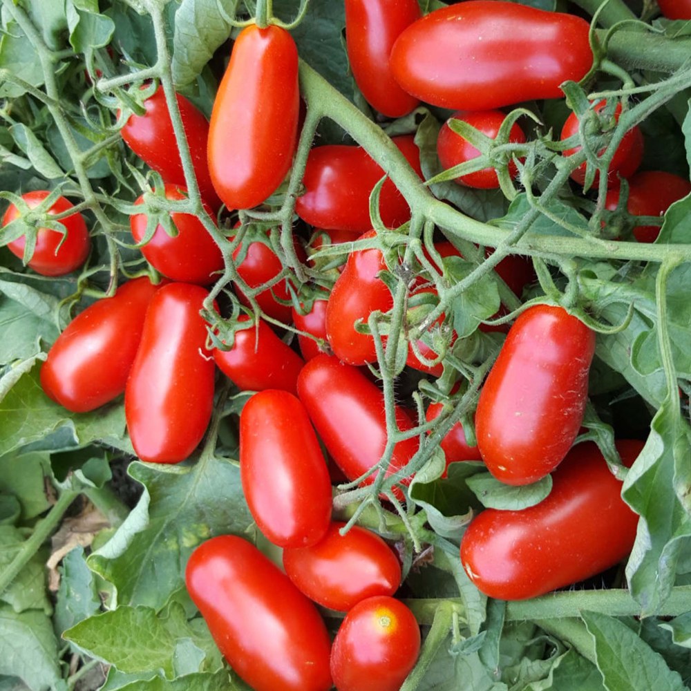 Tomate 12