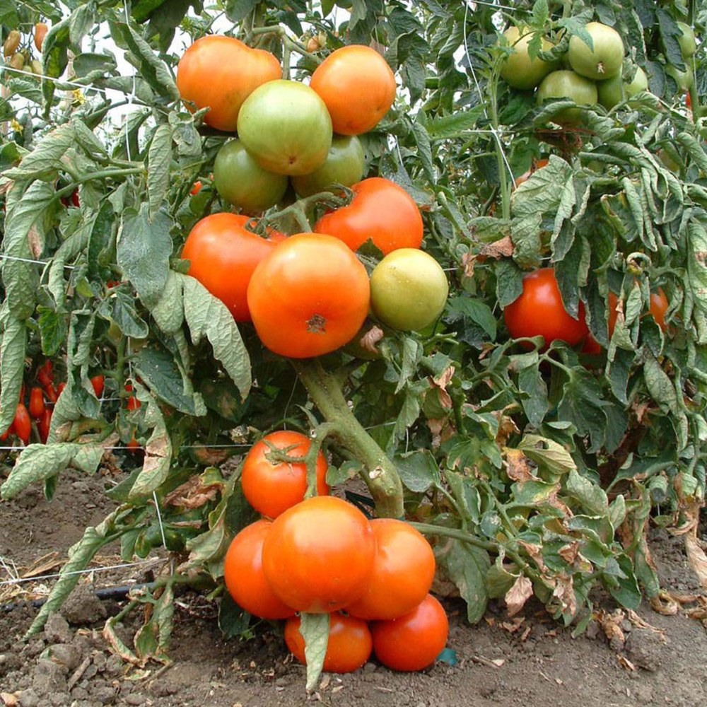 Tomate 2