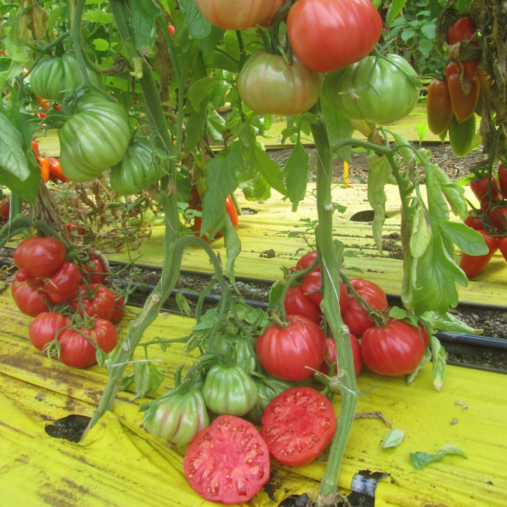 Tomate 3