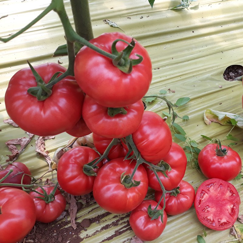 Tomate 5