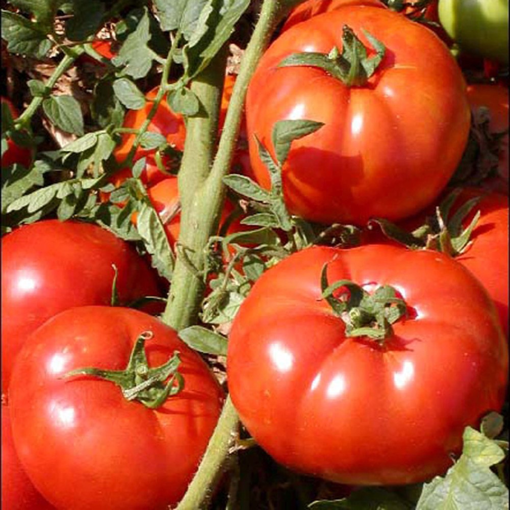 Tomate 6