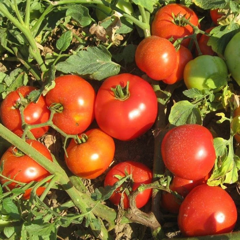 Tomate 7